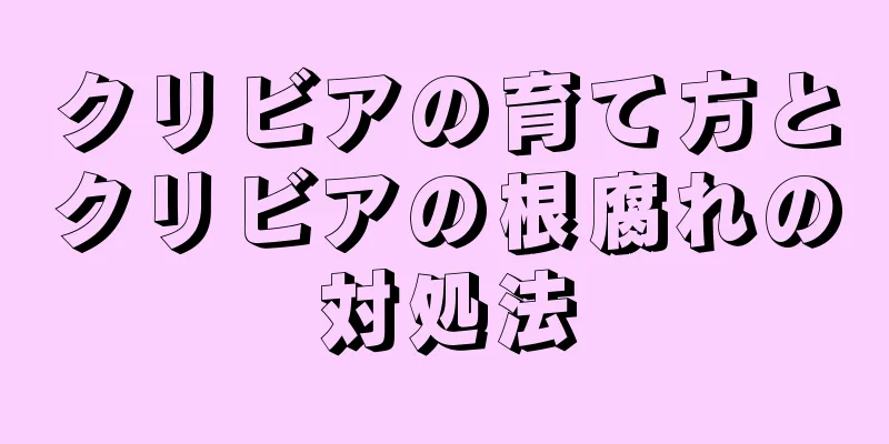 クリビアの育て方とクリビアの根腐れの対処法
