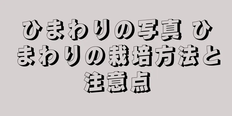 ひまわりの写真 ひまわりの栽培方法と注意点