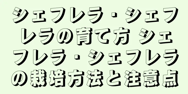 シェフレラ・シェフレラの育て方 シェフレラ・シェフレラの栽培方法と注意点