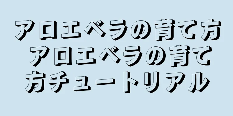 アロエベラの育て方 アロエベラの育て方チュートリアル