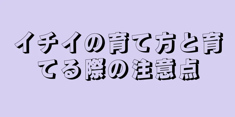 イチイの育て方と育てる際の注意点