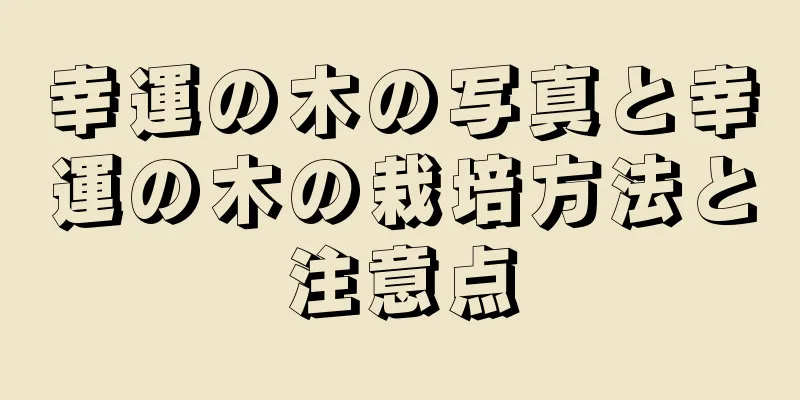 幸運の木の写真と幸運の木の栽培方法と注意点