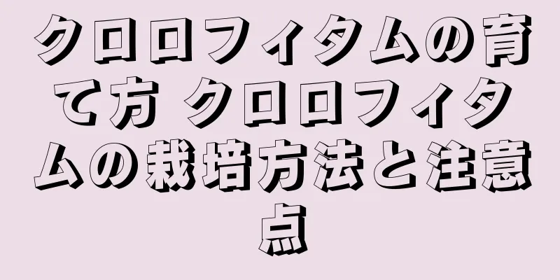 クロロフィタムの育て方 クロロフィタムの栽培方法と注意点