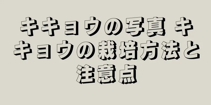 キキョウの写真 キキョウの栽培方法と注意点