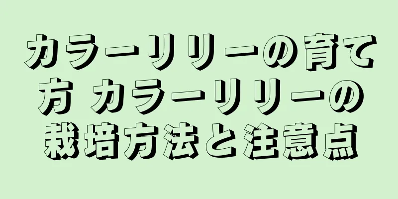 カラーリリーの育て方 カラーリリーの栽培方法と注意点