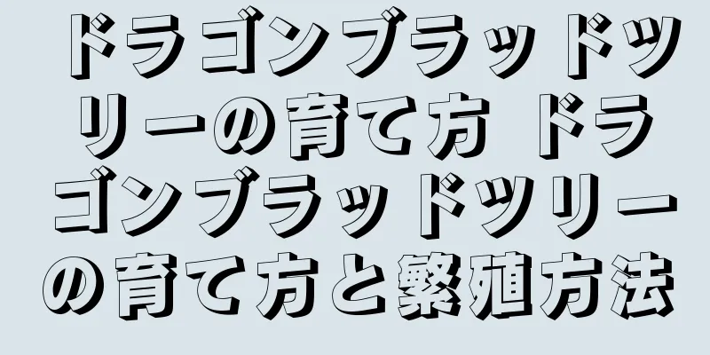 ドラゴンブラッドツリーの育て方 ドラゴンブラッドツリーの育て方と繁殖方法