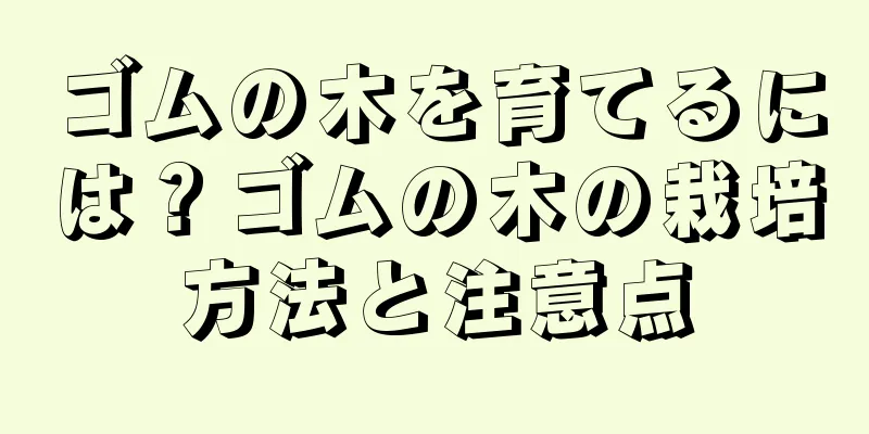 ゴムの木を育てるには？ゴムの木の栽培方法と注意点