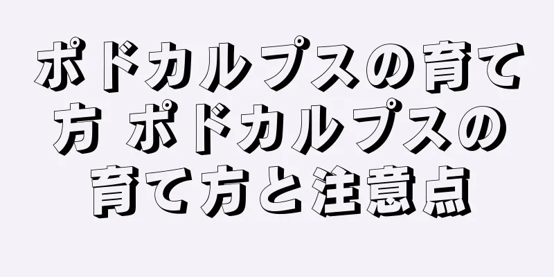 ポドカルプスの育て方 ポドカルプスの育て方と注意点