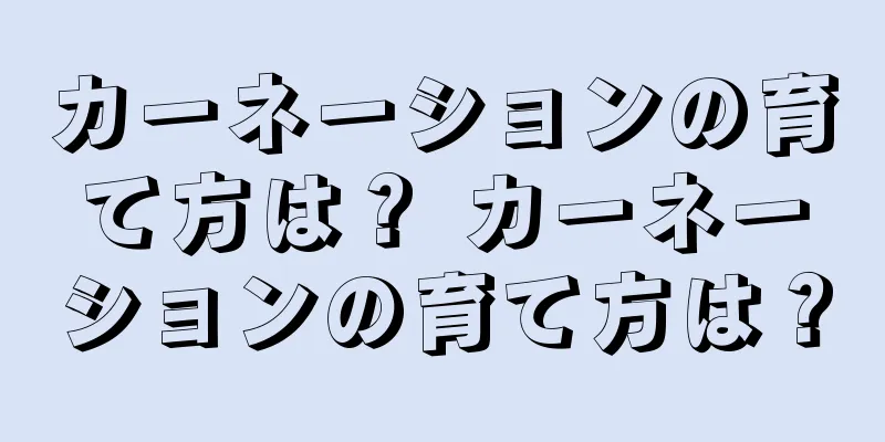 カーネーションの育て方は？ カーネーションの育て方は？