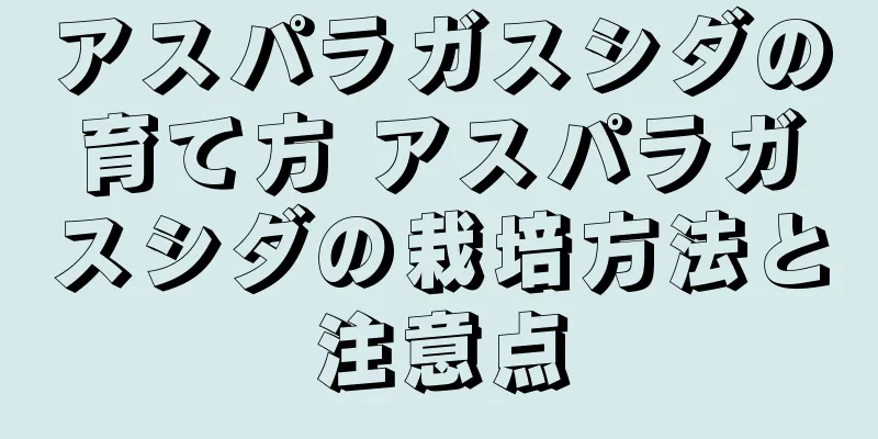 アスパラガスシダの育て方 アスパラガスシダの栽培方法と注意点