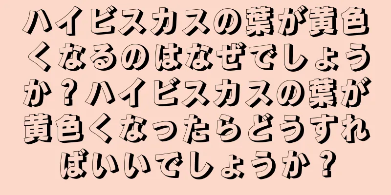 ハイビスカスの葉が黄色くなるのはなぜでしょうか？ハイビスカスの葉が黄色くなったらどうすればいいでしょうか？