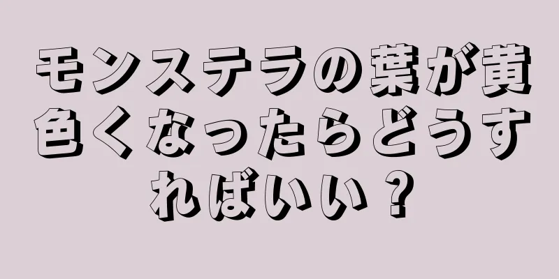 モンステラの葉が黄色くなったらどうすればいい？