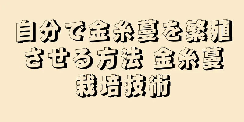 自分で金糸蔓を繁殖させる方法 金糸蔓栽培技術