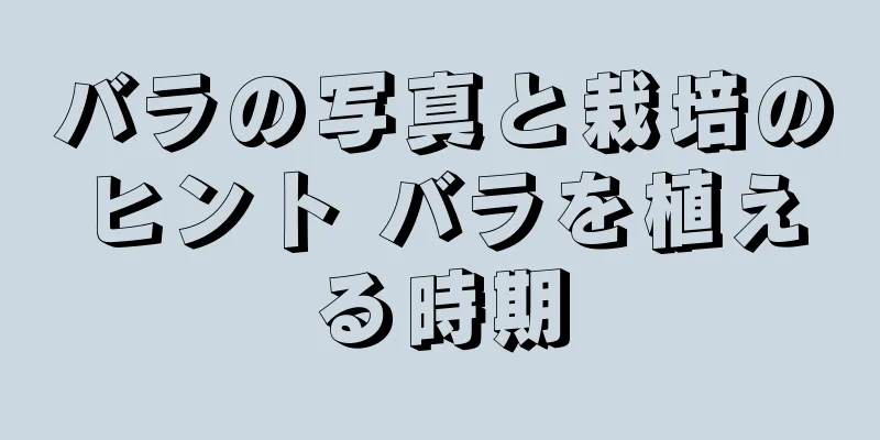 バラの写真と栽培のヒント バラを植える時期