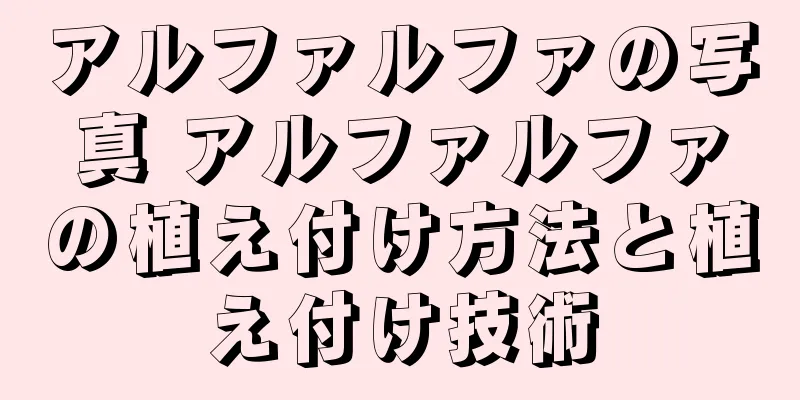 アルファルファの写真 アルファルファの植え付け方法と植え付け技術