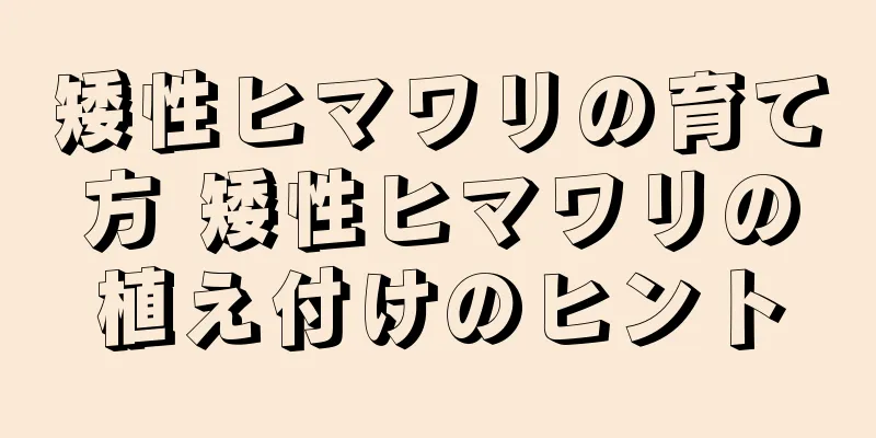 矮性ヒマワリの育て方 矮性ヒマワリの植え付けのヒント