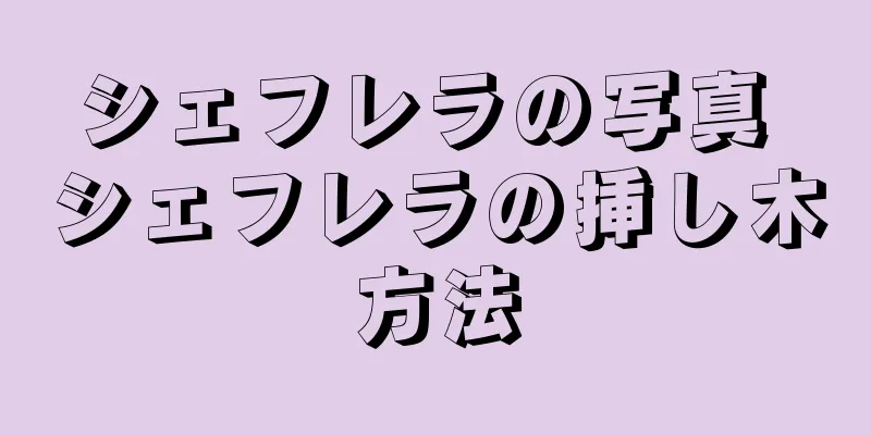 シェフレラの写真 シェフレラの挿し木方法