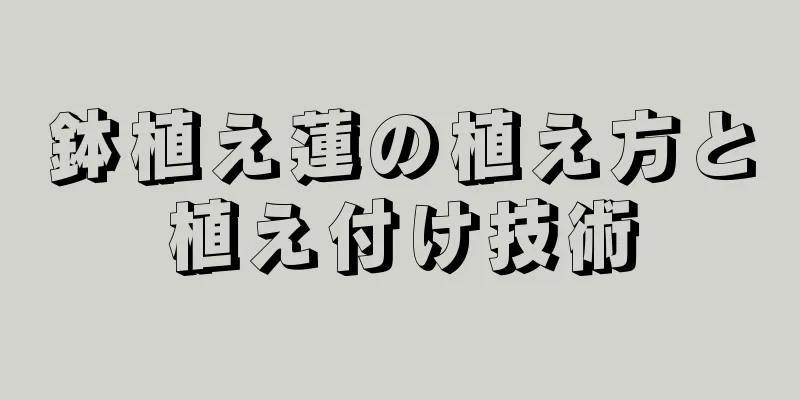 鉢植え蓮の植え方と植え付け技術