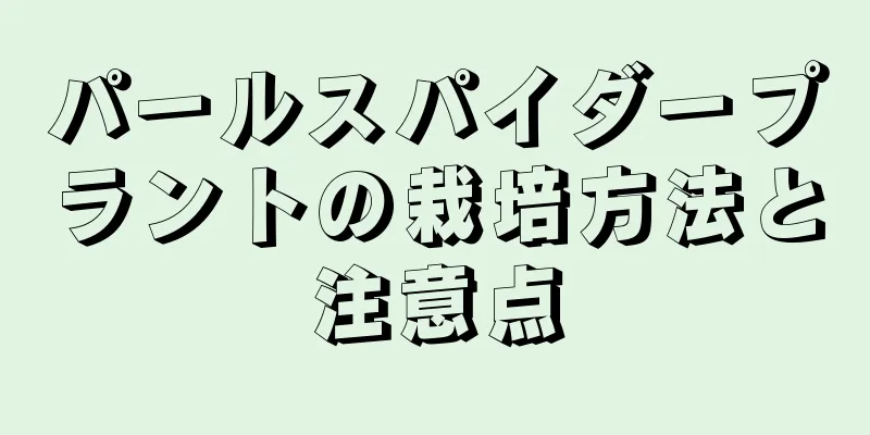 パールスパイダープラントの栽培方法と注意点