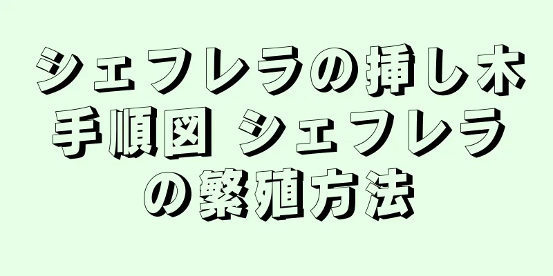 シェフレラの挿し木手順図 シェフレラの繁殖方法