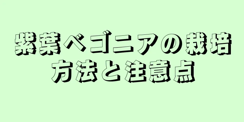 紫葉ベゴニアの栽培方法と注意点