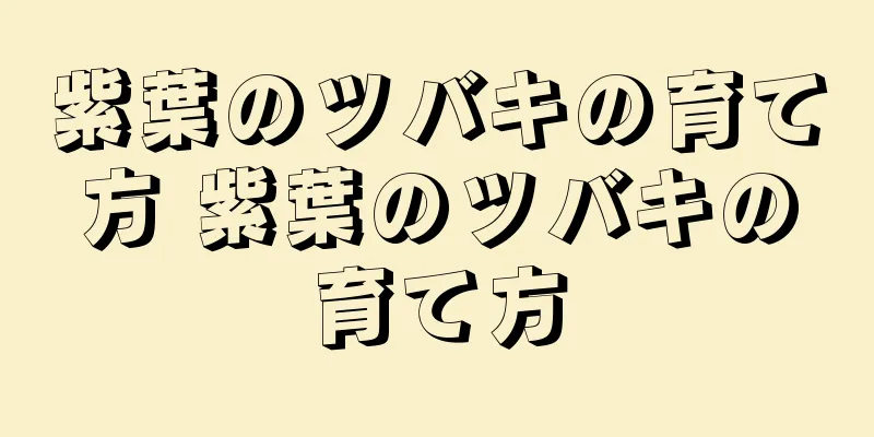 紫葉のツバキの育て方 紫葉のツバキの育て方