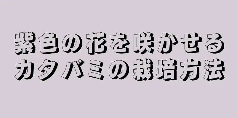 紫色の花を咲かせるカタバミの栽培方法