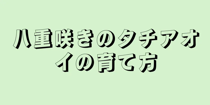 八重咲きのタチアオイの育て方