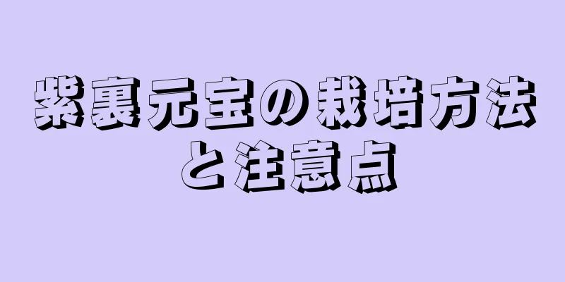 紫裏元宝の栽培方法と注意点