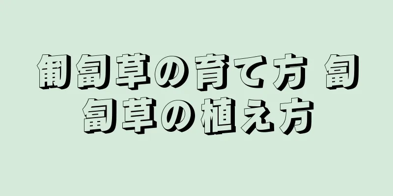 匍匐草の育て方 匐匐草の植え方