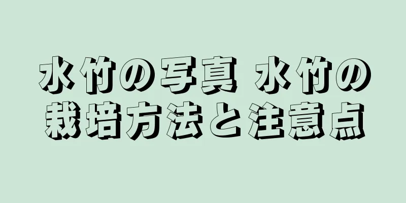 水竹の写真 水竹の栽培方法と注意点
