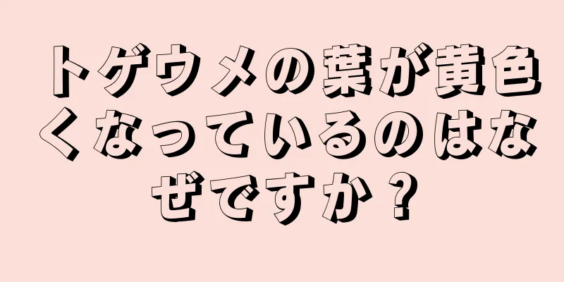 トゲウメの葉が黄色くなっているのはなぜですか？