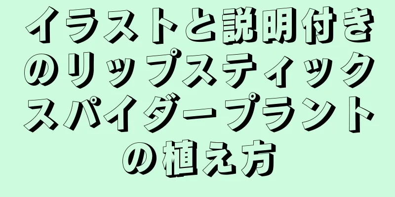 イラストと説明付きのリップスティックスパイダープラントの植え方