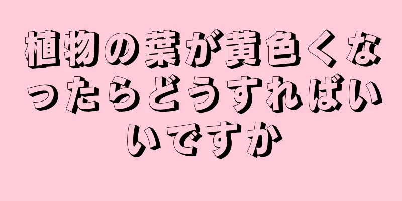 植物の葉が黄色くなったらどうすればいいですか