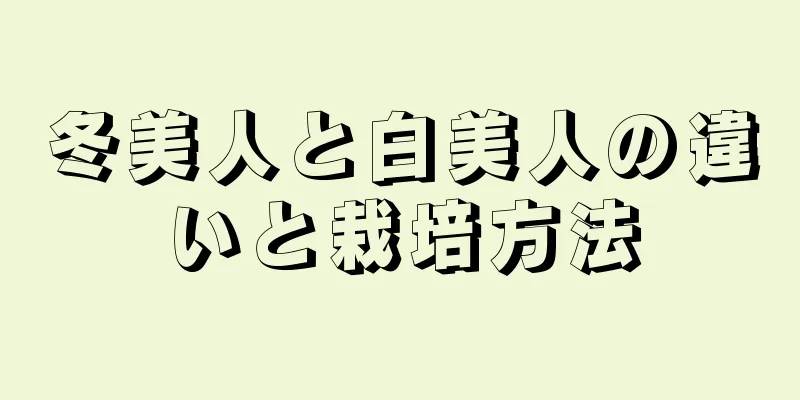 冬美人と白美人の違いと栽培方法
