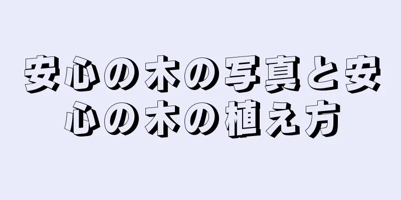安心の木の写真と安心の木の植え方