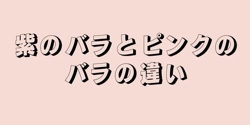 紫のバラとピンクのバラの違い