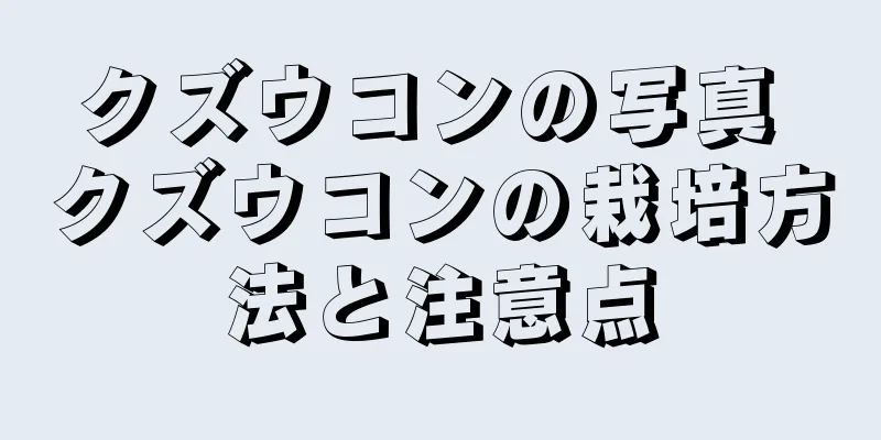 クズウコンの写真 クズウコンの栽培方法と注意点