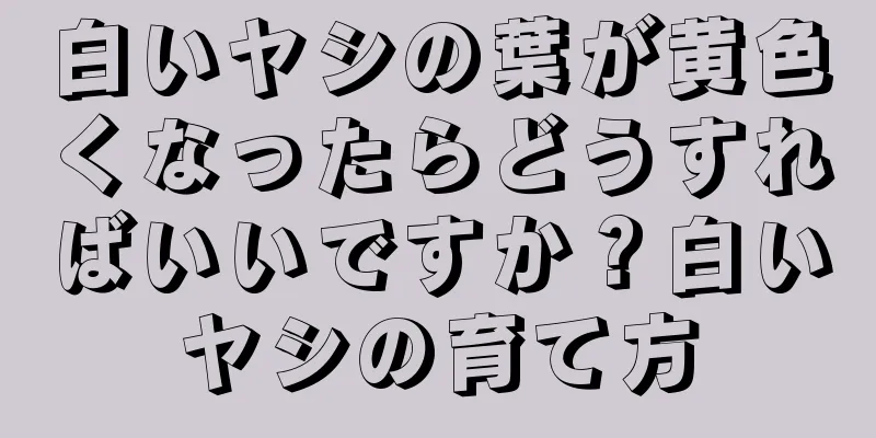 白いヤシの葉が黄色くなったらどうすればいいですか？白いヤシの育て方