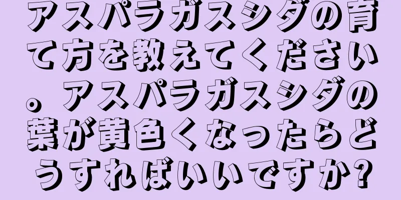 アスパラガスシダの育て方を教えてください。アスパラガスシダの葉が黄色くなったらどうすればいいですか?