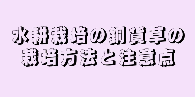 水耕栽培の銅貨草の栽培方法と注意点