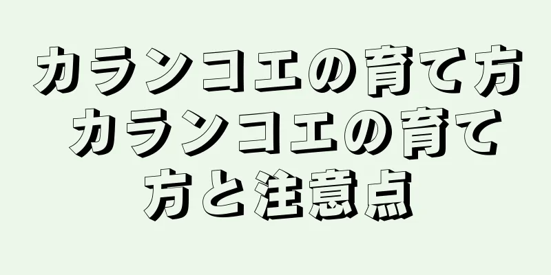 カランコエの育て方 カランコエの育て方と注意点