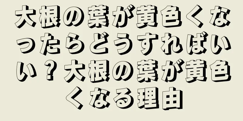 大根の葉が黄色くなったらどうすればいい？大根の葉が黄色くなる理由