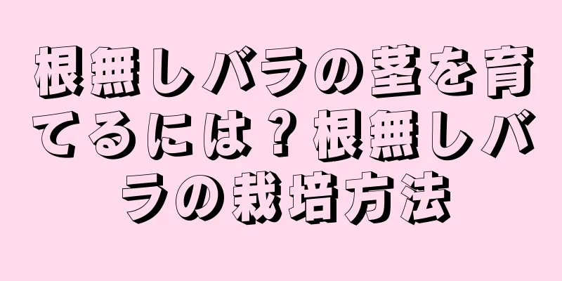 根無しバラの茎を育てるには？根無しバラの栽培方法