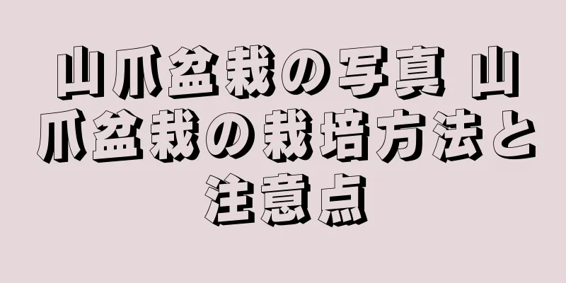山爪盆栽の写真 山爪盆栽の栽培方法と注意点