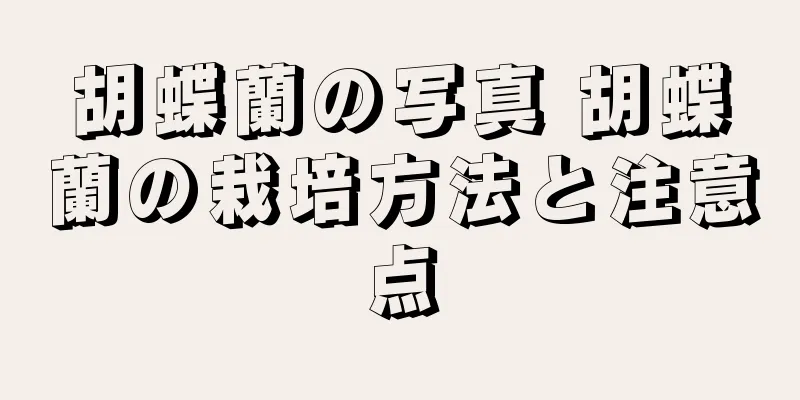 胡蝶蘭の写真 胡蝶蘭の栽培方法と注意点