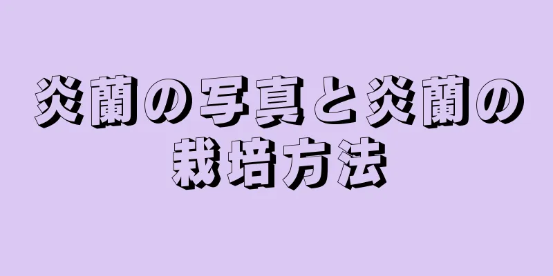 炎蘭の写真と炎蘭の栽培方法