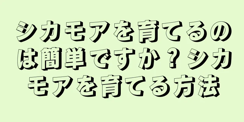 シカモアを育てるのは簡単ですか？シカモアを育てる方法