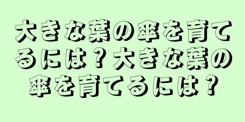 大きな葉の傘を育てるには？大きな葉の傘を育てるには？