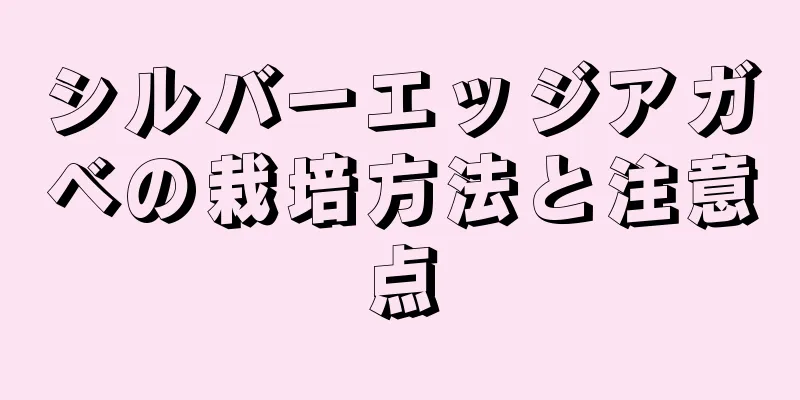 シルバーエッジアガベの栽培方法と注意点
